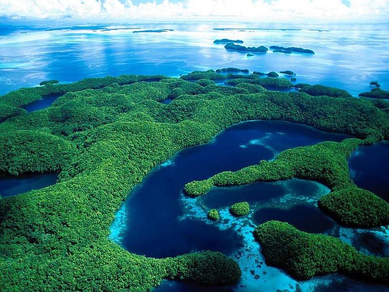 Micronesian Foliage